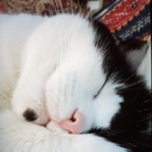 Meet your Posher, Sue